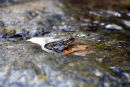 Common frog in a small pool