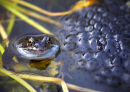 Common Frog (Rana temporaria) with spawn