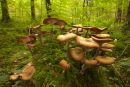 Galerina mutabilis...maybe.