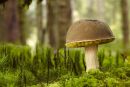 Woodland fungus