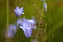 Harebells (Campanula rotundifolia)