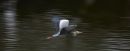 A Heron