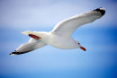 Herring Gull