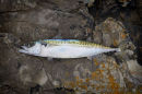 Atlantic Mackerel (Scomber scombrus)