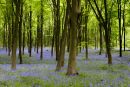 Micheldever woods, Hampshire