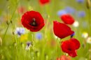 A bee visiting a Poppy