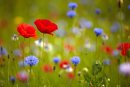 Poppies and other wild flowers