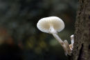 Porcelain fungus