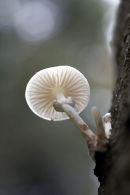 A different view of the Porcelain fungus