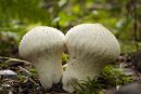 Puffballs (Lycoperdon perlatum)