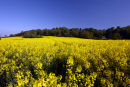 A field of Rape flowers