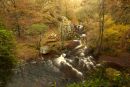 Autumn woodland. Ystradfellte