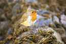 Robin (Erithacus rubecula) on seaweed (Pelvetia canaliculata) covered rocks