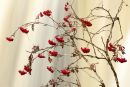 Rowan berries 1
