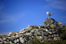 Gull on a lichen covered drystone wall, Skomer