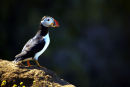Puffin, Skomer Island.