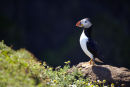 Another Puffin, Skomer Island