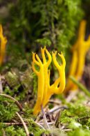 Staghorn Fungus (Calocera viscosa)