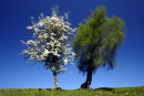 Two trees
