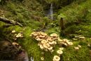 A fallen log across a small stream has become home to a large cluster of fungus.