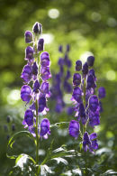 Monkshood