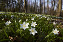 Wood Anemones