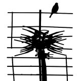 Bird on the wire