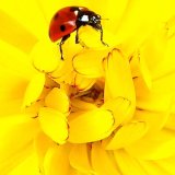 Ladybird