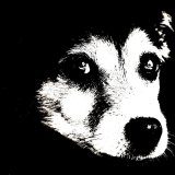 Jack Russell
