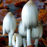 Mushrooms