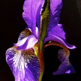 Purple Iris