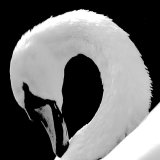 Swan