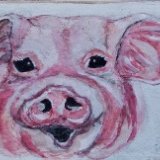 Pigs