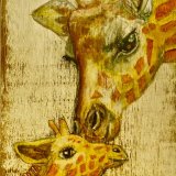 Mother and baby Giraffe