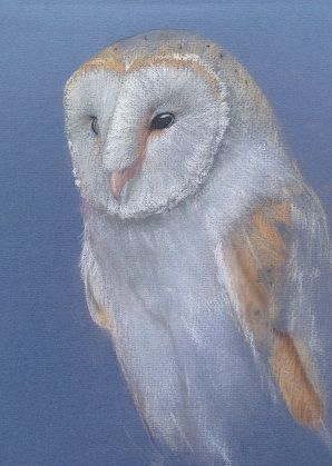 Sketch Barn Owl