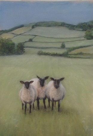 Three nosey sheep