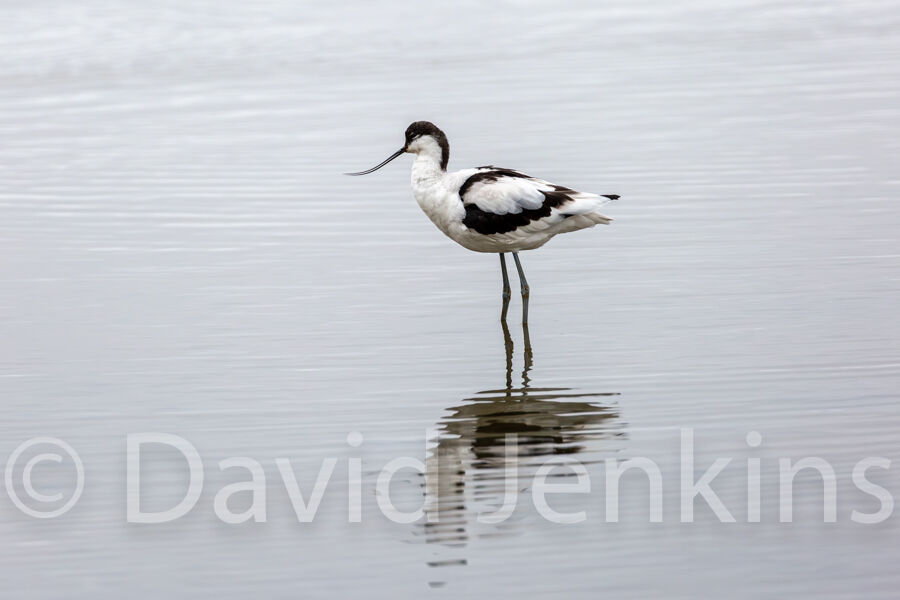 Avocet