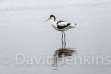 Avocet
