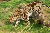 Amur Leopard