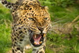 Amur Leopard