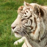 White Tiger