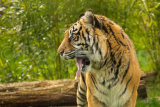 Sumatran Tiger