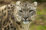 Snow Leopard