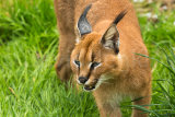 Caracal