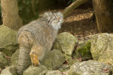 Pallas Cat