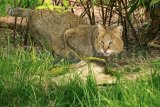 Jungle Cat