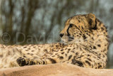 Southern Cheetah