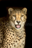 Southern Cheetah