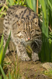 Fishing Cat