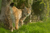 Eurasian Lynx